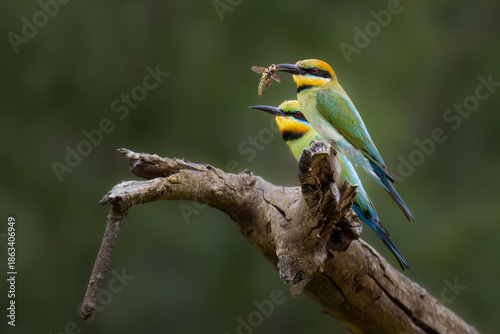 Pair of Rainbow Bee-eaters with insect prey on tree branch