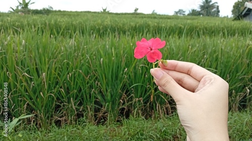A hand holding a vibrant red flower against a backdrop of lush green grass and leaves. Dew drops add a fresh touch. Natural daylight highlights the scene with a serene mood and vibrant colors. 