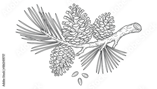 Cedar branch with cones vector drawing for christmas or winter decoration design