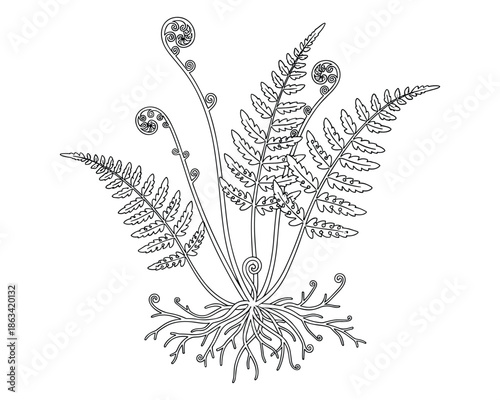 Fern illustration in a hand drawn style for your botanical designs and nature related projects
