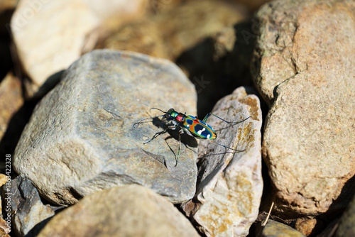 Japanese Tiger Beetle, insects, summer riverbanks