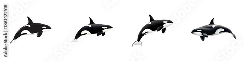 Orca Whale Illustrations - Killer Whales Set of Four