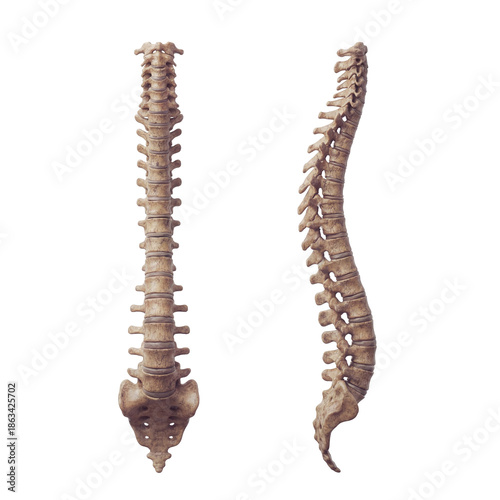 Konstfotografi Human Spine side and front view