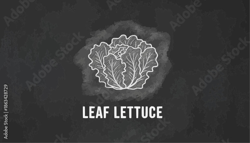 Leaf lettuce displayed on a chalkboard background