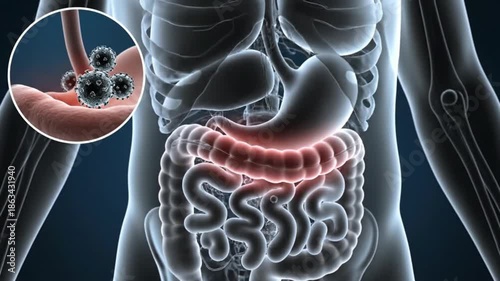 Human Digestive System and Gut Health Medical Illustration