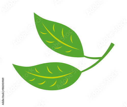 Two green tea leaves