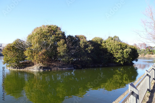 日本：浮間公園／浮間ヶ池を漂い岸に近づいた浮島／東京都北区・板橋区