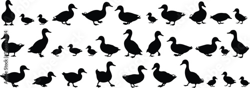 Duck silhouettes set, adult ducks and ducklings in walking poses, black flat vector illustration, farm poultry collection isolated on white background