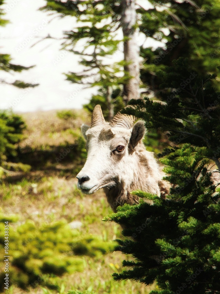 Fototapeta premium Sheep in the woods