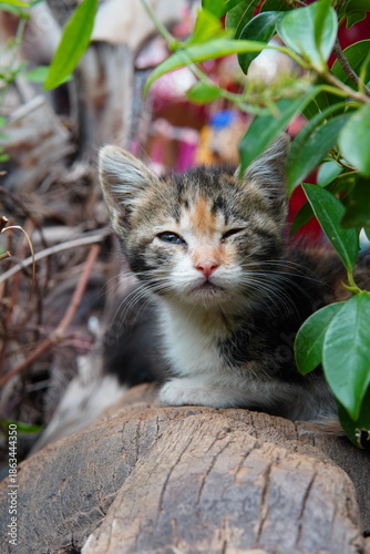 cat on the grass