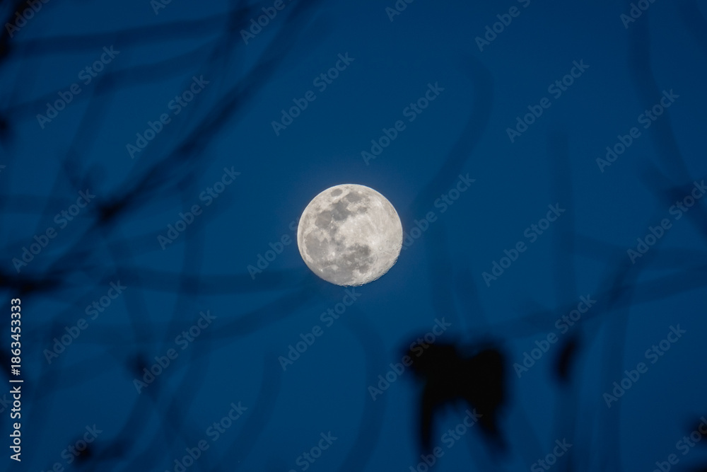 Fototapeta premium Full Moon Shining Through Silhouetted Tree Branches at Night