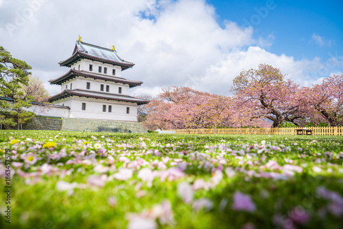 Matsumae Castle, Sakura, Cherry blossoms flower and garden with pink sakura full blooming branch trees at Matsumae Castle, Hakodate city, Hokkaido, Sapporo, Japan