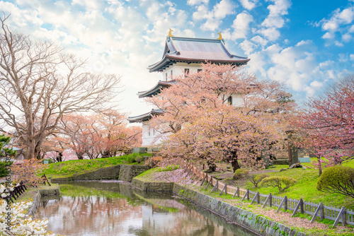 Matsumae Castle, Sakura, Cherry blossoms flower and garden with pink sakura full blooming branch trees at Matsumae Castle, Hakodate city, Hokkaido, Sapporo, Japan