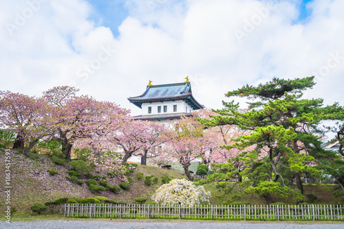 Matsumae Castle, Sakura, Cherry blossoms flower and garden with pink sakura full blooming branch trees at Matsumae Castle, Hakodate city, Hokkaido, Sapporo, Japan