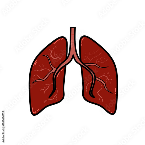 Human lungs anatomy