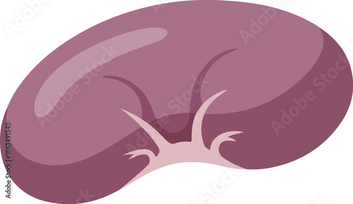 A vector illustration of a human kidney with internal organs visible, presented on a white background with purple and pink tones. Great for medical presentations, health education