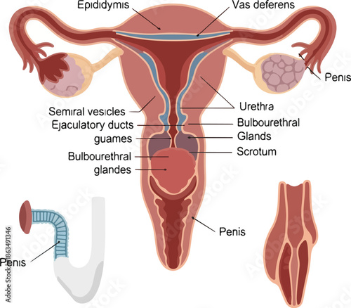 Detailed vector illustration of the male internal human organs, highlighting the epididymis, vas deferens, seminal vesicles, and urethra. Perfect for medical presentations, educational