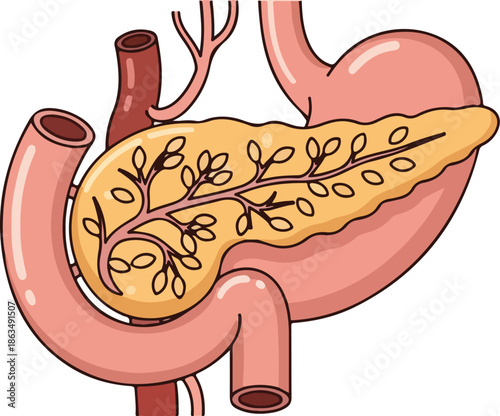 Vector illustration of human internal organs, focusing on the pancreas and its connections to the stomach and intestines. Perfect for medical presentations, educational materials, and
