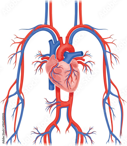 A detailed vector illustration of the human circulatory system, highlighting internal human organs, including the heart and blood vessels. Perfect for medical presentations, educational