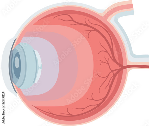 A detailed vector illustration of a human eye showing internal organs, with a focus on the anatomy and structure. Perfect for medical presentations, educational materials, and health