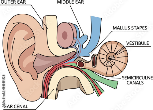 Detailed vector illustration of the human ear showing internal organs, including the outer ear, middle ear, and inner ear structures. Perfect for medical presentations, educational