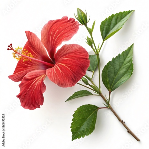 Red Hibiscus Flower with Green Leaves Isolated on White Background