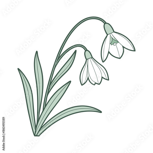 Lily of the Valley vector