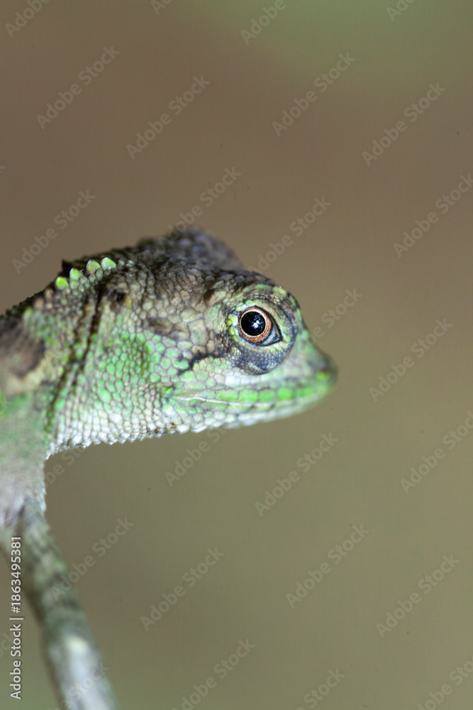 Fototapeta premium キノボリトカゲ