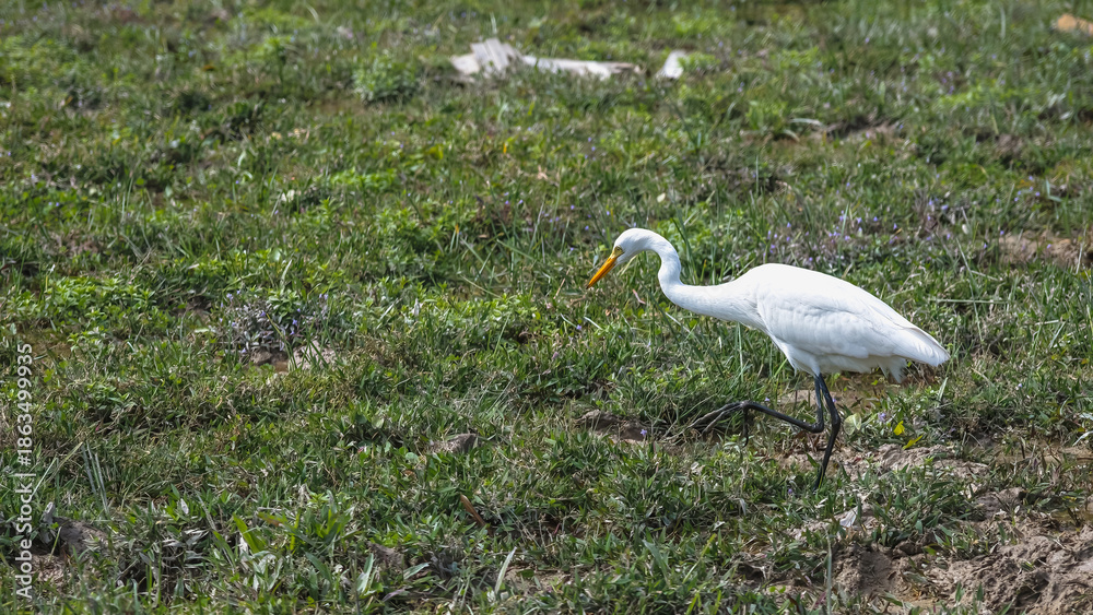 Obraz premium Elegant Egrets in Pui O Wetland Habitat Oct 25 2025