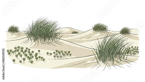 Illustrated sandy dunes with tufts of hardy grass and small ground plants