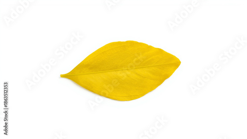 Single Yellow Leaf on White Background