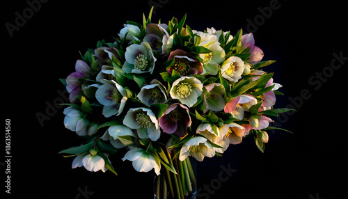 Moody CloseUp of Hellebore Flowers (Christmas rose) on Black Background