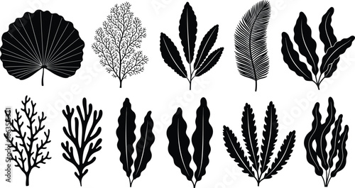 Set of eleven black silhouette seaweed and coral reef plants isolated on white background for marine underwater ocean nature vector designSet of eleven black silhouette seaweed and coral reef plants 