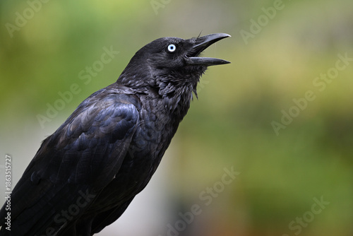 Close up of an Australian little raven, corvus mellori, with its beak open, saliva running between the top and bottom parts of its bill
