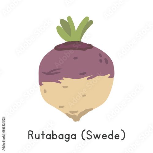 Rutabaga (Swede) Vector Illustration. Rutabaga or Swede Cartoon Clipart, Vegetable in Flat Style. Also called Brassica napus Napobrassica Group. Root Vegetable Concept. Common Vegetable Vector Design