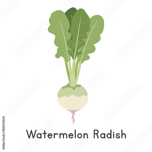 Watermelon Radish Vector Illustration. Watermelon Radish or Raphanus sativus Cartoon Clipart, Vegetable in Flat Style. Also called Shinrimei, Red Meat, Rose Heart, or Misato. Root Vegetable Concept