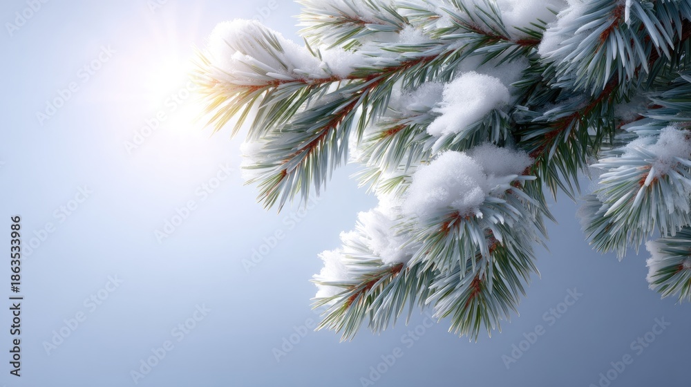 Obraz premium Beautiful snowy pine branch with sparkling frost under soft sunlight, winter wonderland, serene landscape, nature's fine details, calm backdrop for holidays