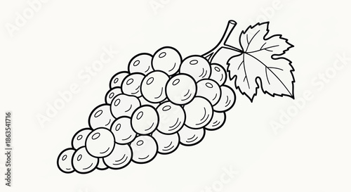 Detailed Monochrome Illustration of a Fresh Grape Bunch - Botanical Vineyard Line Art