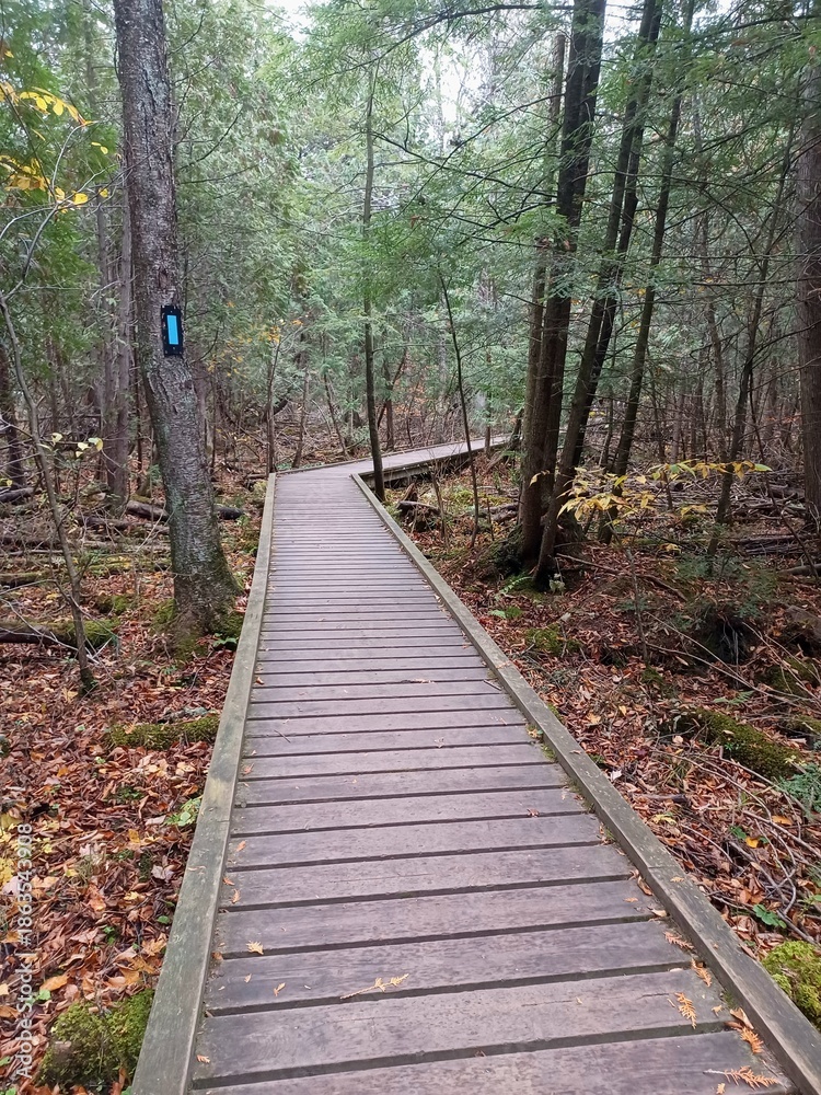Fototapeta premium Wooden boardwalk path forest Rattlesnack trail