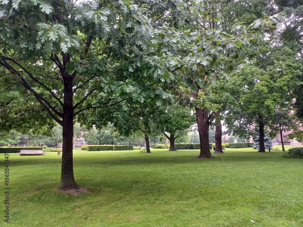 Obraz premium Green city park sunny afternoon