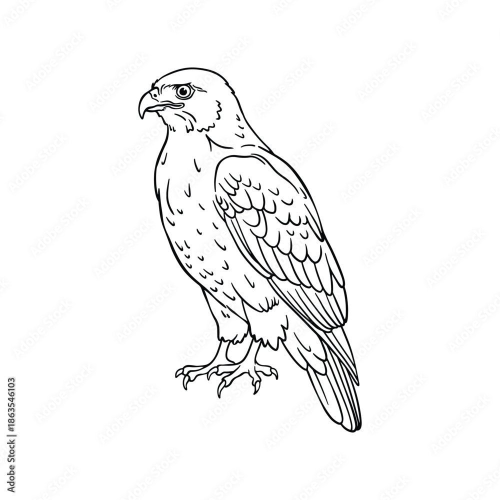 Fototapeta premium Hand Drawn Hawk Line Art Illustration, Black and White Animal Sketch Vector