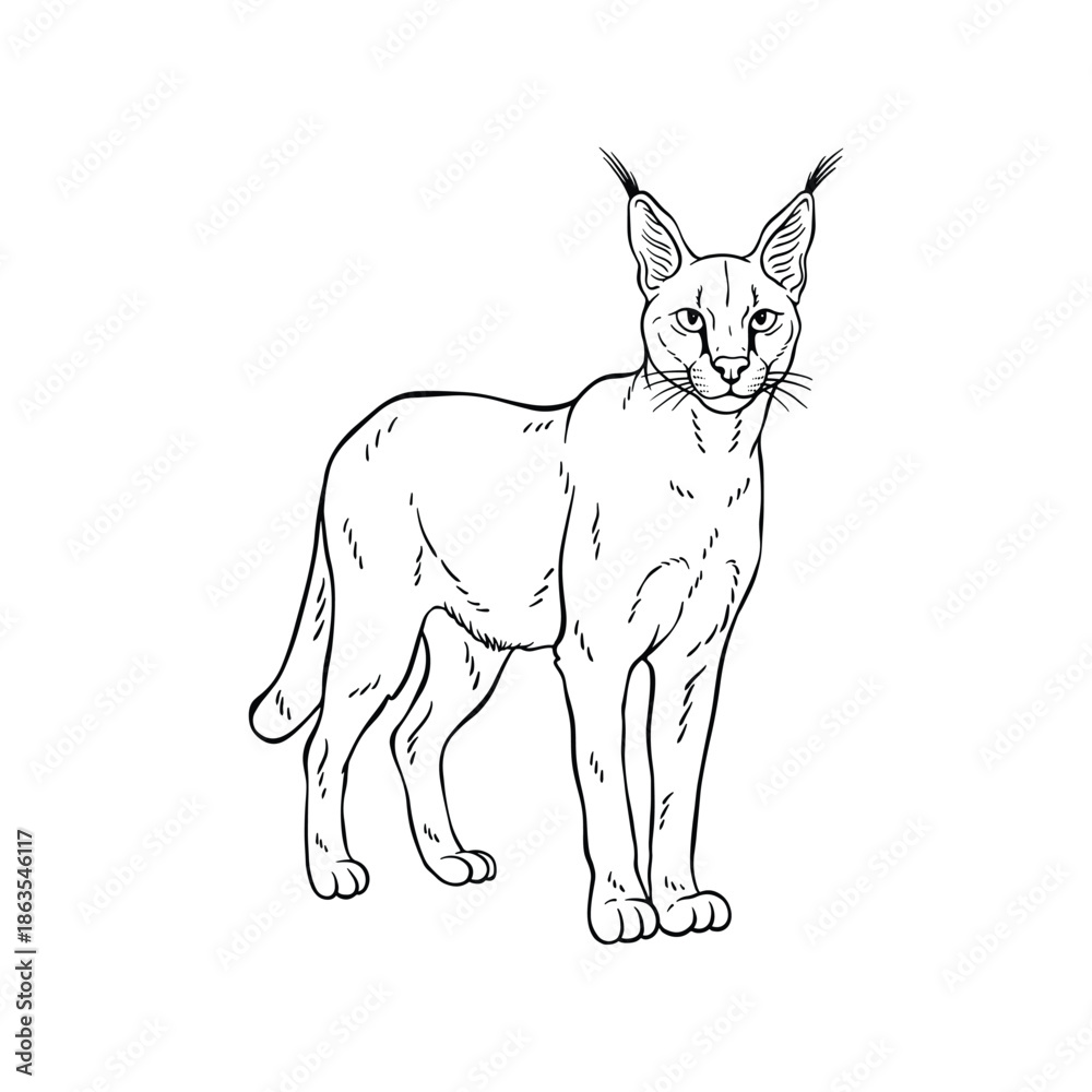 Obraz premium Hand Drawn Caracal Line Art Illustration, Black and White Animal Sketch Vector