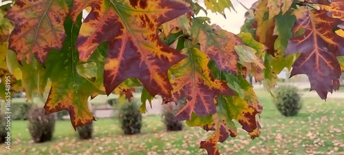 leaves wind autumn winter grass fallen 