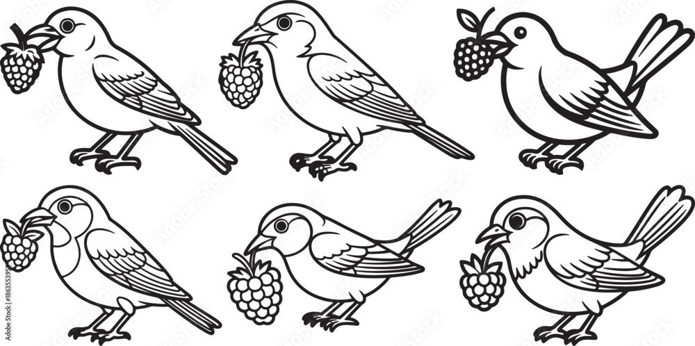 Fototapeta premium Set of Bird Eating a Berry Line Art, Coloring Book Page Line Art Drawing, Vector and Illustration