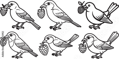 Set of Bird Eating a Berry Line Art, Coloring Book Page Line Art Drawing, Vector and Illustration