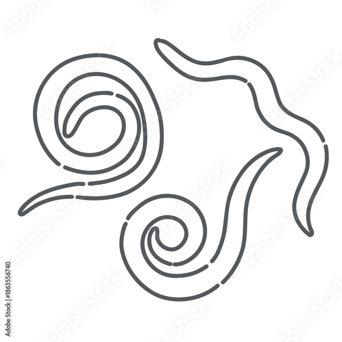 アニサキス（寄生虫・幼虫）のイラスト