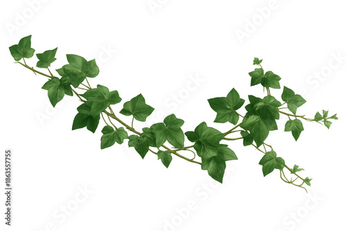 Green ivy vine border element with fresh leaves growing, natural botanical plant on transparent background