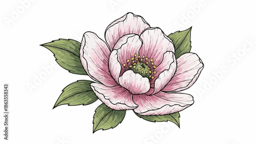 Beautiful Pink Flower Illustration with Green Leaves Isolated on White.
