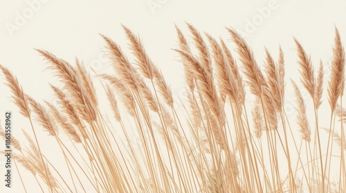 Golden Pampas Grass Field in Soft Light