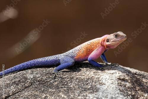 Mwanza Flat-headed Rock Agama basking on granite rock